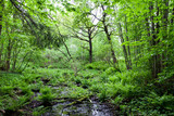 Fototapeta Krajobraz - Fern grows thick in the wet spring forest