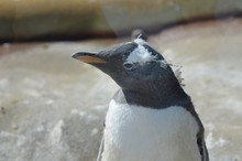 Molting Gentoo Penguin Losing His Feathers