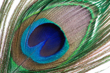 Peacock feather macro, texture background