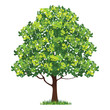 beautiful green tree on a white background