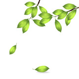 Fototapeta Natura - vector illustration of realistic spring branch with fresh green leaves isolated on white background