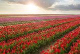 Fototapeta Tulipany - Beautiful field of colorful tulips at sunset