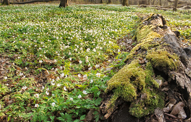 Wall Mural - beautiful wild white flowers in forest