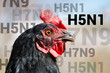 Beautiful chicken, close-up, sign H5N1 concept of poultry. The threat of avian influenza and illness among poultry.
