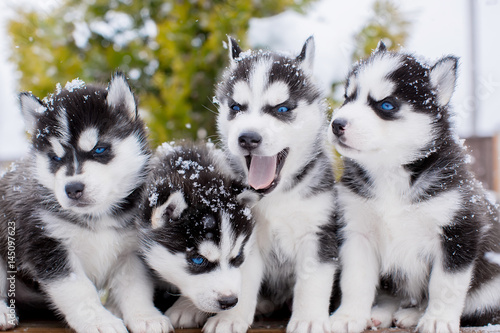 husky group