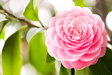 Camellia Blooming In The Spring