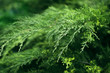 Relict green shrub close up, microbiota decussata, greenery, nature background, selective focus, shallow focus