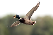  Male Mallard Duck (Anas Platyrhynchos) Flying Above River Danube,in Belgrade,Zemun,Serbia.