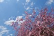 © ket68g - しだれ桜
