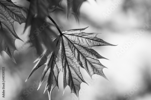 Naklejka dekoracyjna Spring background art young maple leaves. Beautiful young maple leaves in backlight on blue sky background at springtime. Sunny day. Shallow depth. Black and white. of field.