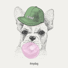 French Bulldog In Rapper Cap Inflates Bubble Gum. Vector. Freehand Drawing