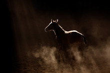 Horse Moving In Darkness With Sunlight Shining Through