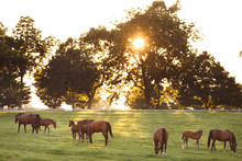 Horses Grazing On A Field