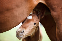 Foal Standing Under Mother