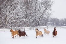 Group Of Horses Running In Snow Covered Paddock