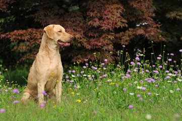 Wall Mural - Typical Chesapeake Bay Retriever