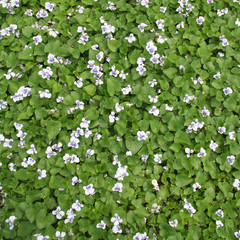 Wall Mural - Violette bianche e viola in primavera