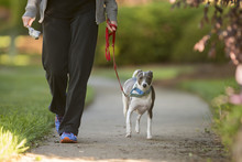 Italian Greyhound Dog Walking Down The Sidewalk With A Shallow Depth Of Field