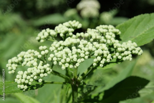 Fleur De Sureau Hièble Ou Sureau Yèble Sambucus Ebulus