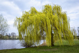 Fototapeta Łazienka - A willow tree stands near the riverside