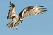 Osprey landing against a blue sky