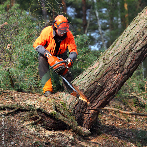 The Lumberjack working in a forest. Harvest of timber. Firewood as a