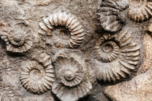 Closeup Of Many Ammonite Prehistoric Fossil On The Surface Of The Stone, Archeology And Paleontology Concept