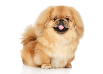 Wall Mural - Pekingese happy dog