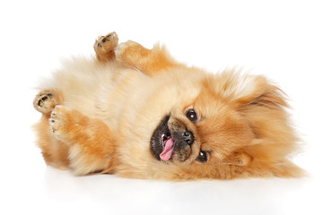 Canvas Print - Pekingese dog lying