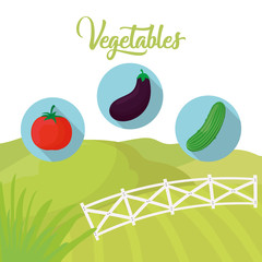 Wall Mural - vegetables fresh farm agriculture vector illustration eps 10