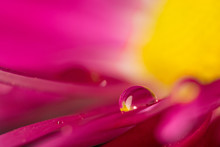 Drops On A Flower