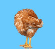 Chicken on blue background isolated, hiding the head under the wing, one closeup animal