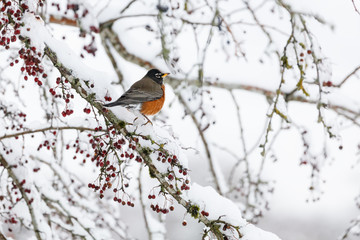 Wall Mural - american robin and snow