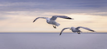 Two Seagulls Flying Over The Sea At Sunset