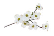 Isolated White flowering dogwood tree blossoms