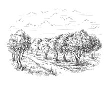 Orange - Orange Tree Orange Park Vector Illustration Sketch Drawing