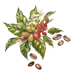 Wall Mural - Red coffee arabica beans on branch with flowers isolated, watercolor illustration.