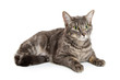 © adogslifephoto - Pretty Tabby Cat Lying on White