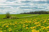 Fototapeta Dmuchawce - Dandelion flowers - puffy clouds, trees and grass on nature of Europe's spring