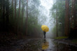 A girl with a yellow umbrella stands in a wet and foggy forest. Tasmania, Australia.