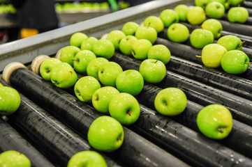 Green delicious apples in packing tub at fruit warehouse