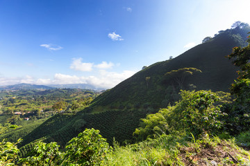 Wall Mural - Morning view of a Coffee plantation near Manizales in the Coffee Triangle of Colombia.