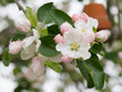 Apfelbaum mit weiß-rosa Blüten