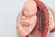 Development of Embryo model, fetus for classroom education.	