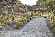 Exotic Different Cactus Garden With Stone Path