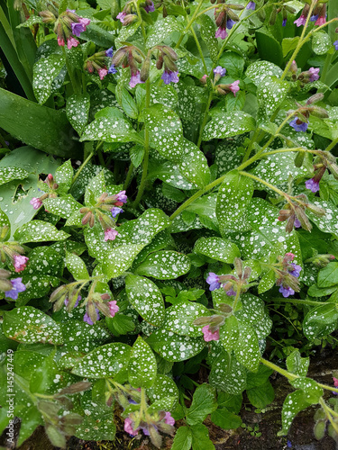 Fotografie, Obraz Geflecktes, Lungenkraut; Pulmonaria; officinalis