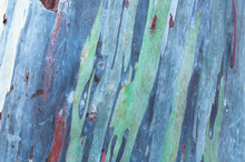 Close Up Colorful Bark Of The Rainbow Eucalyptus ,texture Wood Of Eucalyptus Wood Surface