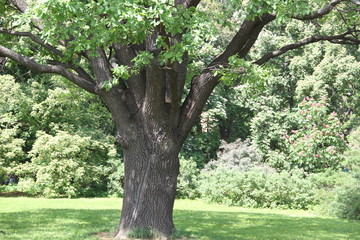 Age-old oak/ A huge tree at the edge of the forest