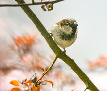 House Sparrow On The Twig Of A Tree