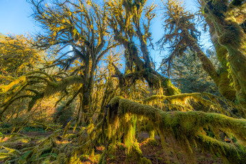 Wall Mural - Fairy forest is filled with old temperate trees covered in green and brown mosses. Hoh Rain Forest, Olympic National Park, Washington state, USA